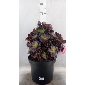 Aeonium arboreum 'Velours'