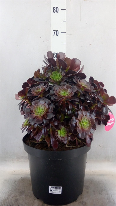 <h4>Aeonium arboreum 'Velours'</h4>