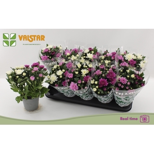 CHRYS DA VINC GEM PT