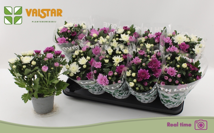 <h4>CHRYS DA VINC GEM PT</h4>