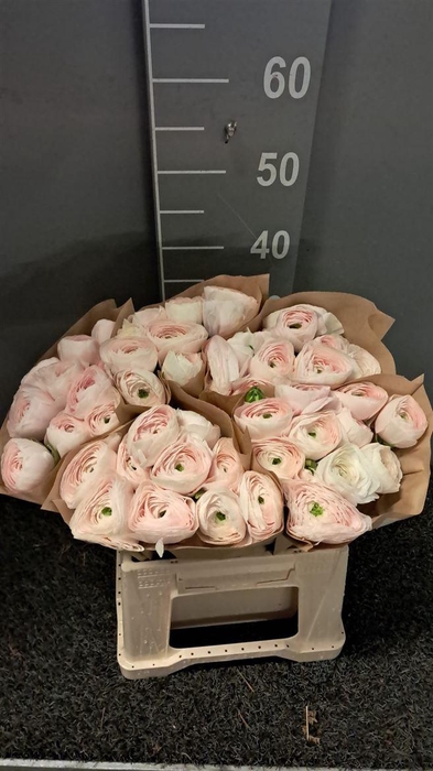 <h4>Ran Suc Ex Hanoi</h4>