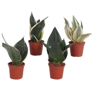 Sansevieria trif. Mix pot ø06cm