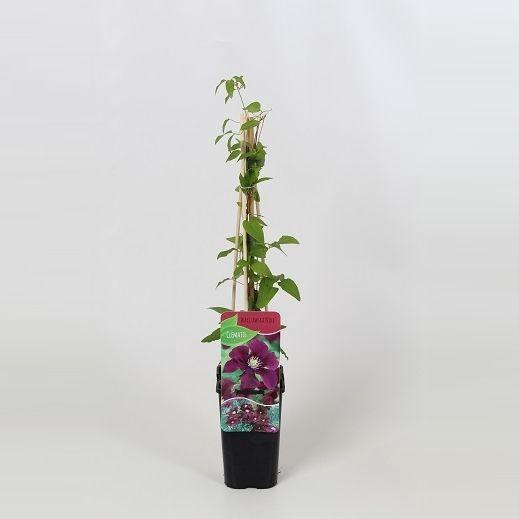 <h4>Clematis Warszawska Nike</h4>