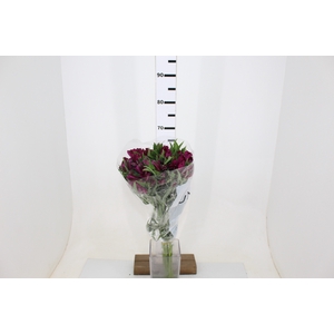 ALSTROEMERIA HELENA 080 CM ROXO