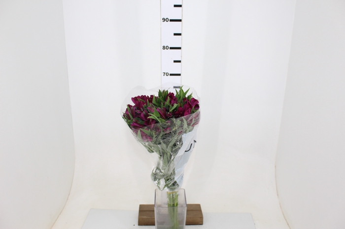 ALSTROEMERIA HELENA 080 CM ROXO