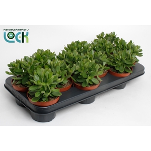 Crassula Moneymaker