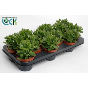 Crassula Moneymaker