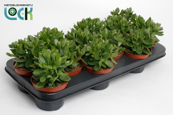 <h4>Crassula Moneymaker</h4>