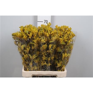 Anigoz Yellow G