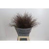 Panicum Virgatum Warrior
