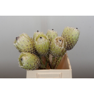 Protea Barbigera White No leaves