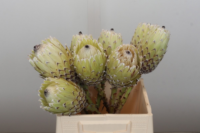 <h4>Protea Barbigera White No leaves</h4>