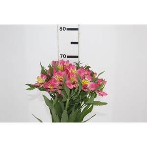 ALST. ALYNA 070 CM