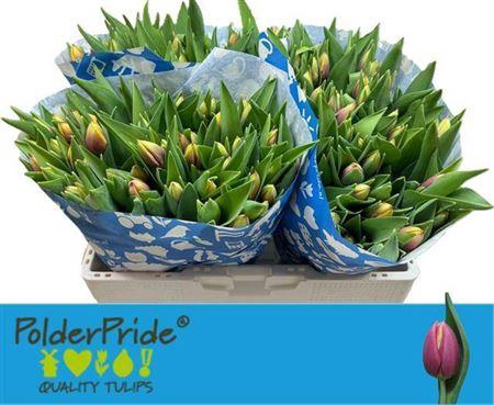 <h4>Tu En Paars Geel</h4>