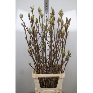 Magnolia Grandi Yellow