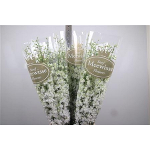 Delph Du Dewi Impress White