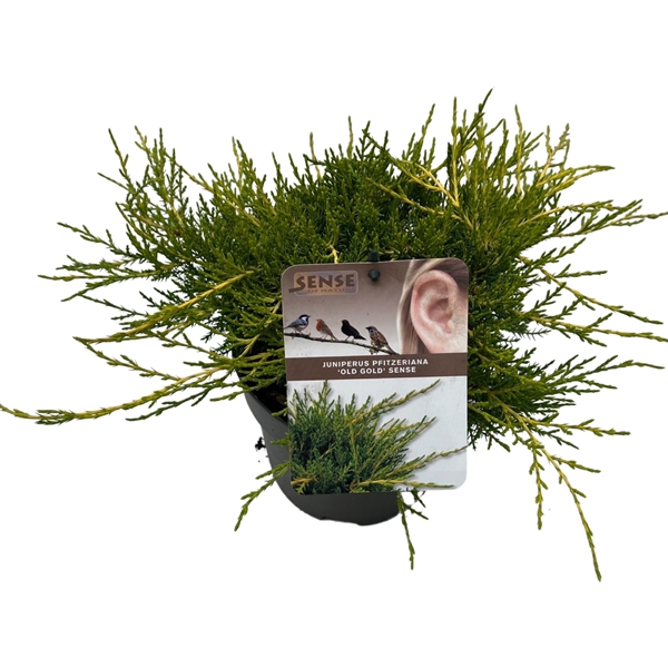 <h4>Juniperus pf. 'Old Gold' sense</h4>