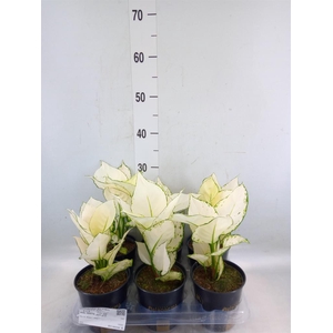 Aglaonema  'White Joy'