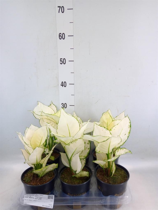 <h4>Aglaonema  'White Joy'</h4>