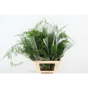 ASPARAGUS EXTRA VEREN