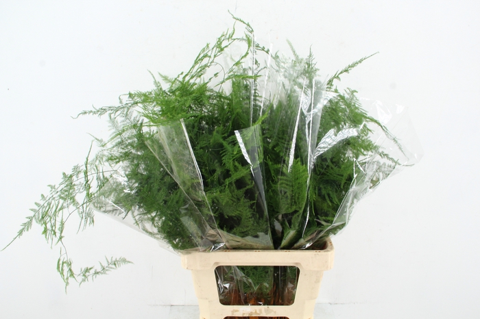 <h4>ASPARAGUS EXTRA VEREN</h4>