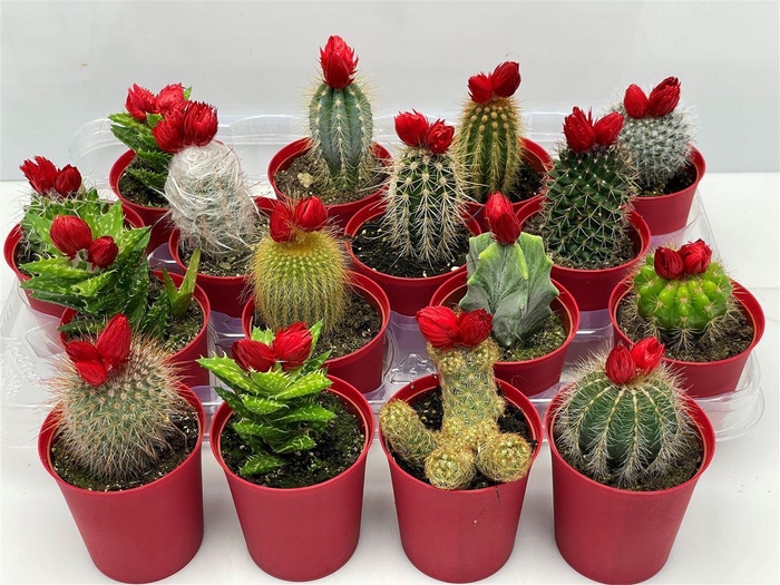 <h4>Cactus versierd</h4>