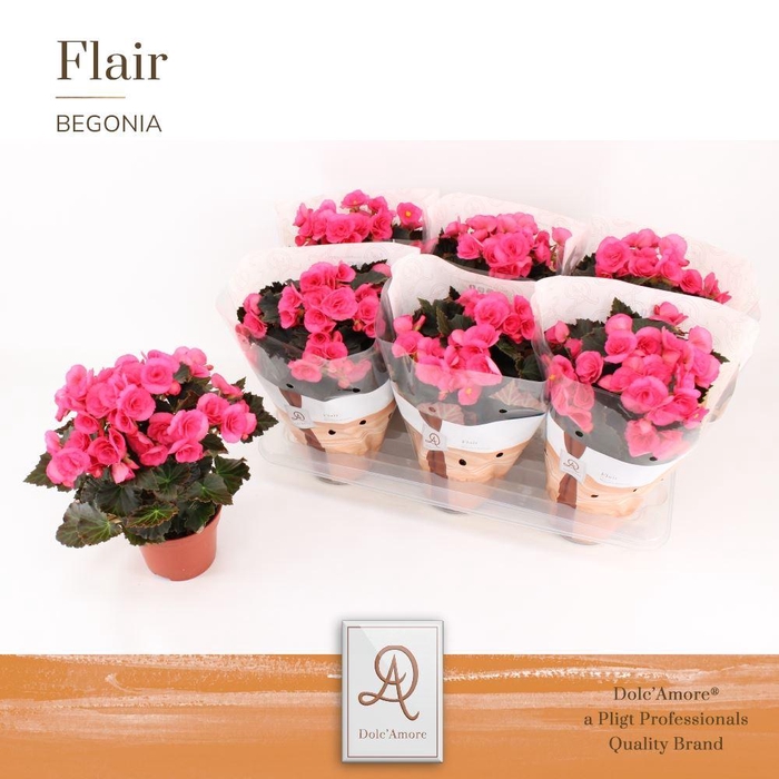 <h4>Begonia elat. HL 'Adonia Pink'</h4>