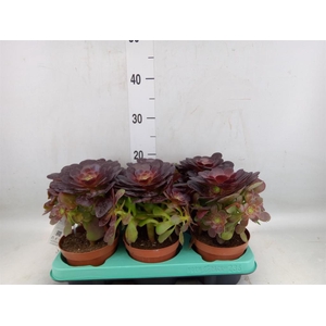 Aeonium   ...