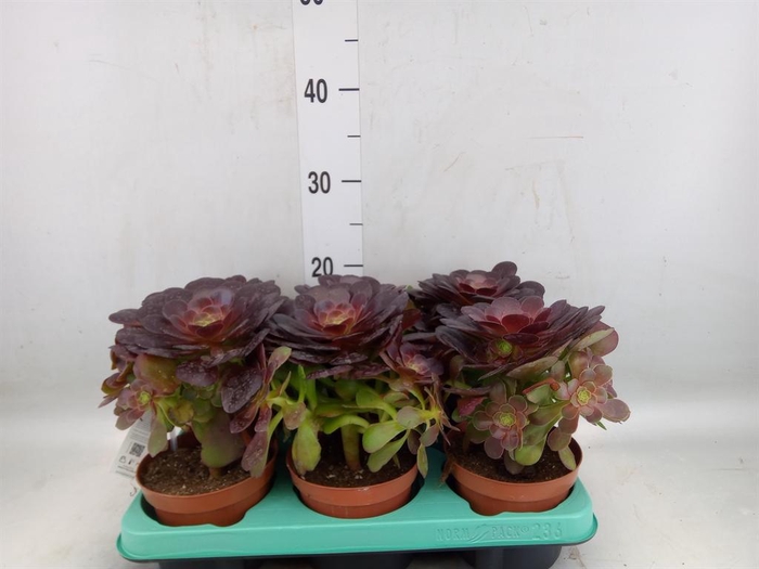 <h4>Aeonium   ...</h4>