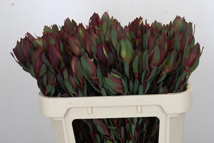 <h4>LEUCAD SENORITA</h4>