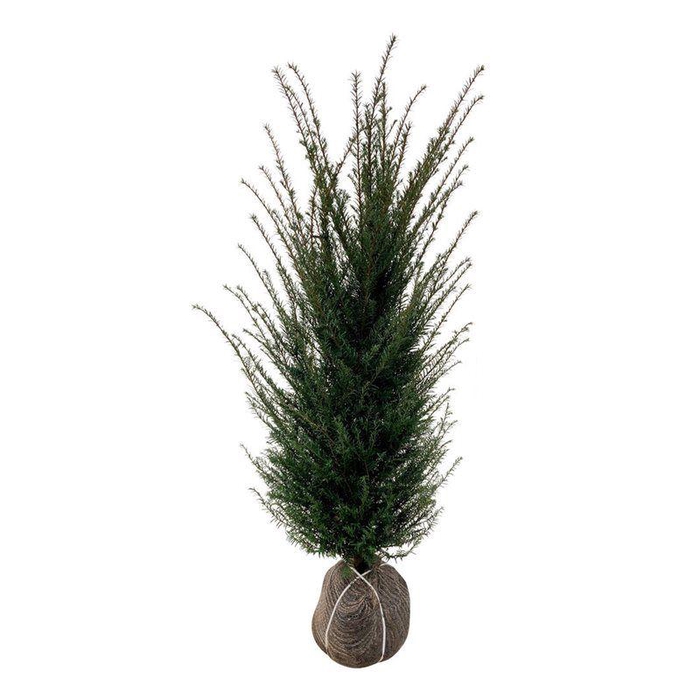 <h4>Taxus baccata</h4>
