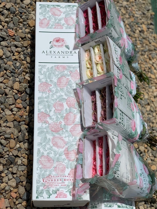 <h4>Rosa Garden Mix in Box Alexandra</h4>