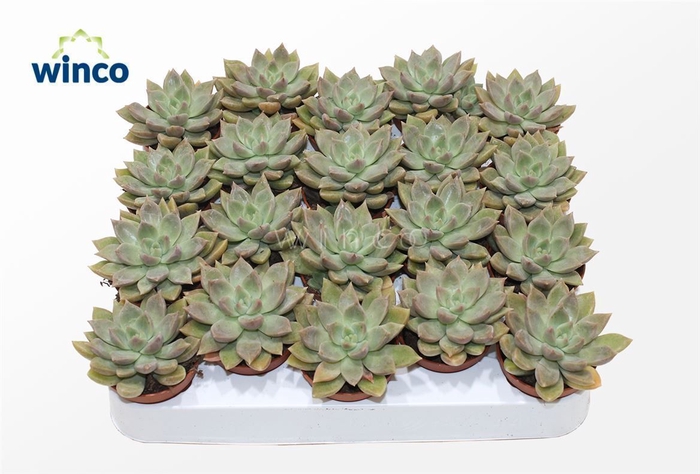 <h4>Echeveria Backery</h4>