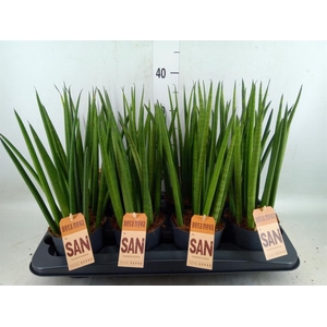 Sansevieria cyl.  ...