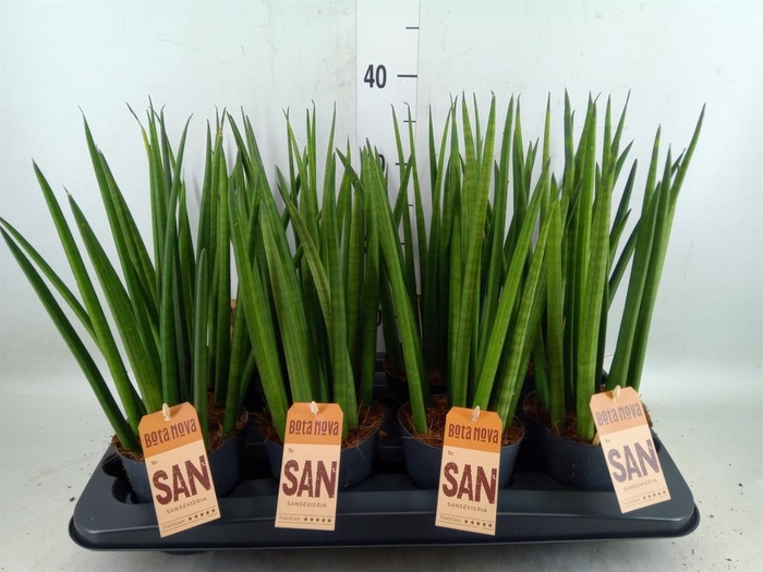 <h4>Sansevieria cyl.  ...</h4>