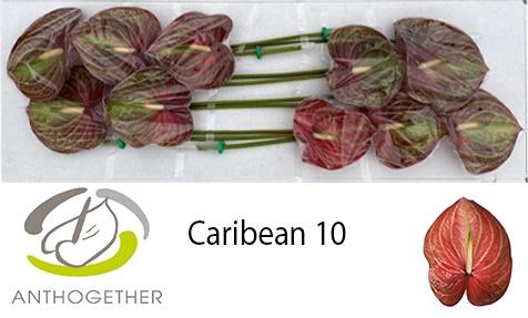 <h4>ANTH A CARIBEAN</h4>