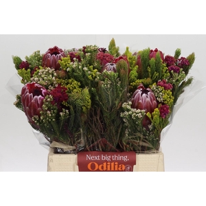 BQ Protea Hybride SFB