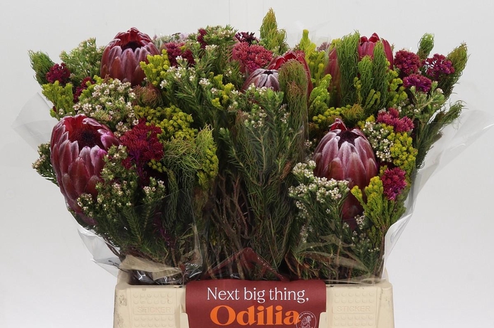 <h4>BQ Protea Hybride SFB</h4>