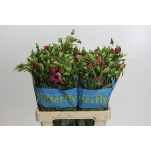 Ranunculus Butterfly Lycia