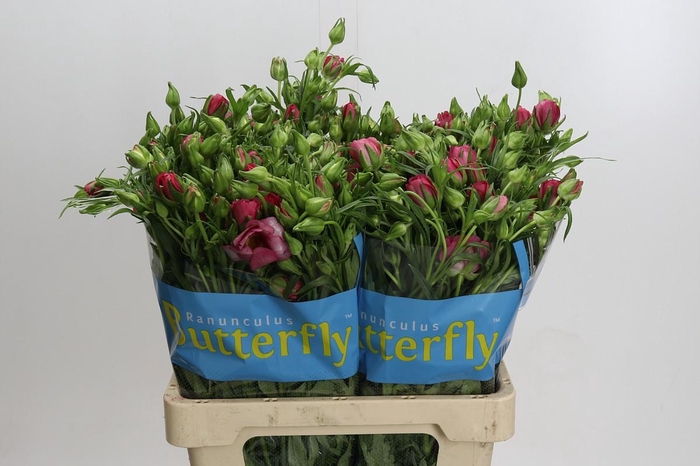 <h4>Ranunculus Butterfly Lycia</h4>