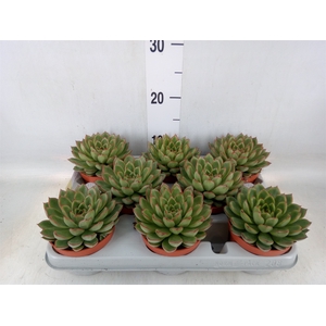 Echeveria   ...