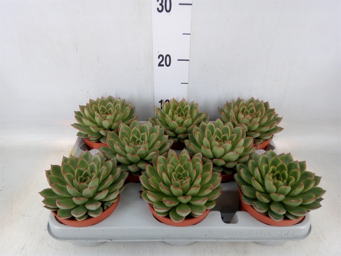 <h4>Echeveria   ...</h4>