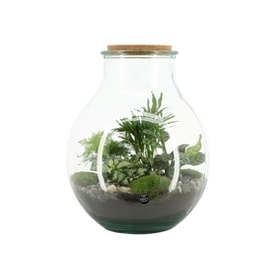 90075: Terrarium arrangement