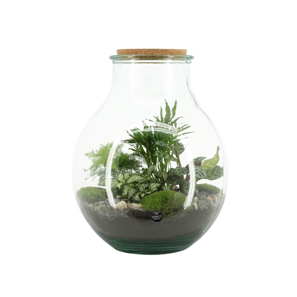 <h4>90075: Terrarium arrangement</h4>