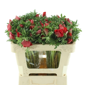 Anem Mistral Red Extra