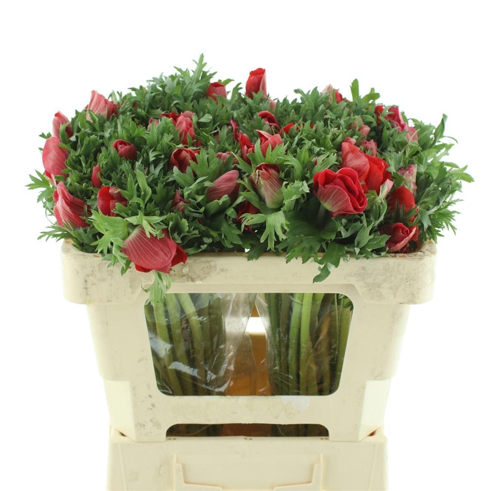 <h4>Anem Mistral Red Extra</h4>