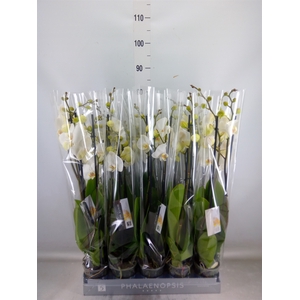 Phalaenopsis  'White World'