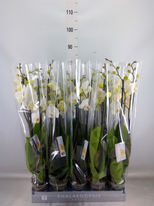 <h4>Phalaenopsis  'White World'</h4>