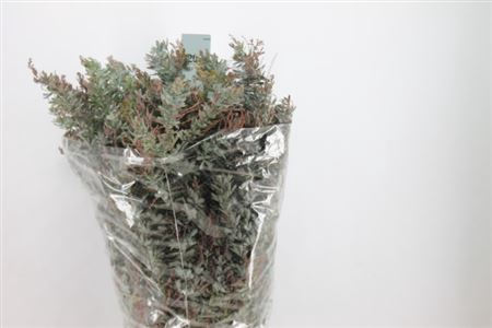 <h4>Acacia Mimosa Balyana Xxl 450 Gram</h4>