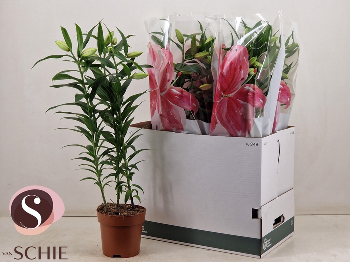 <h4>LIL OR ROSEL ESRA</h4>